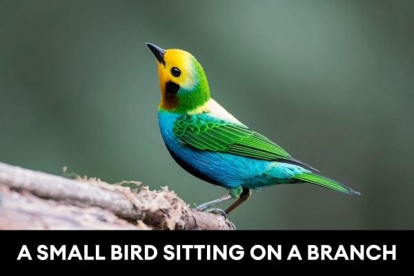 Image Caption Generator Example